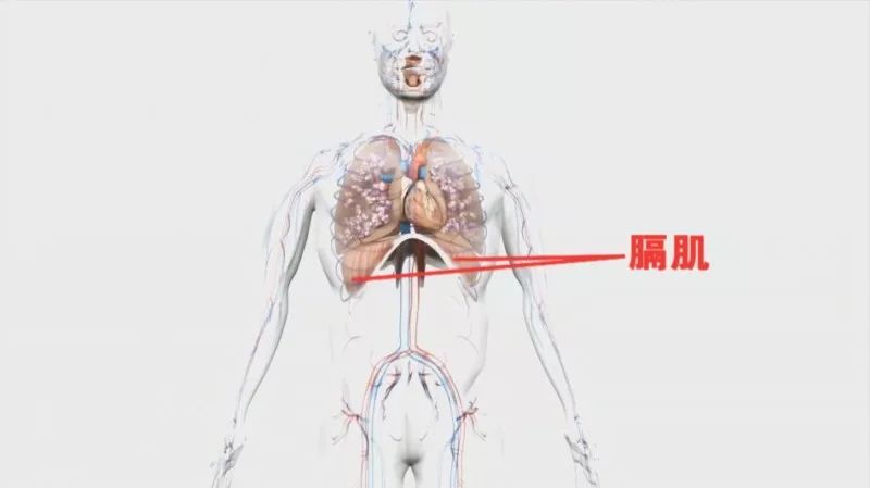 膈肌疾病
